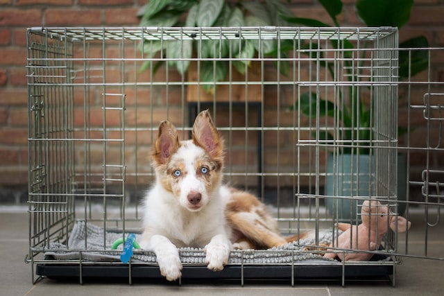 Australian Shepherd laying in a crate looking directly at the viewer.