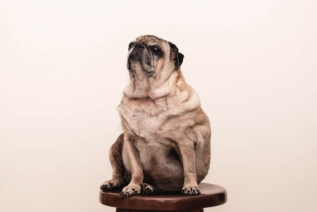 Overweight senior pug sitting on a stool.