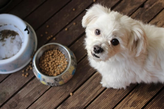 White dog standing in front of a bowl of kibble looking up at the viewer.