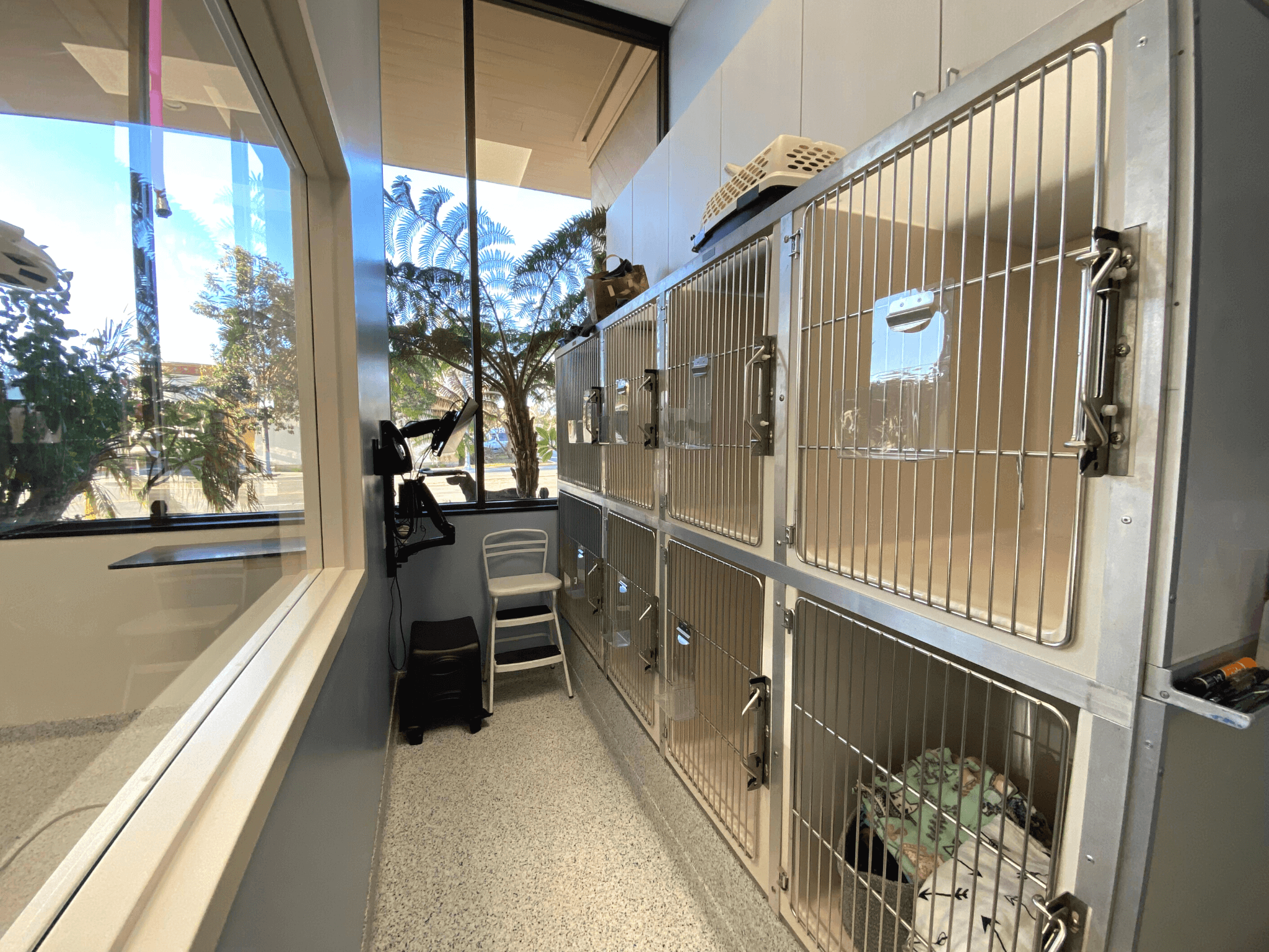 Cat Lounge