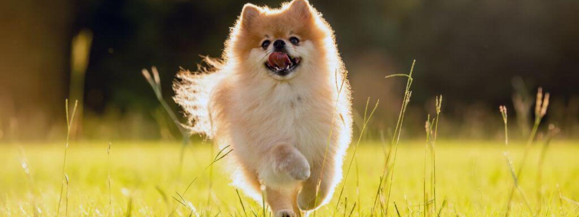 Dog running in a field with foxtails