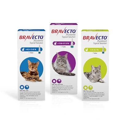 Bravecto for Cats