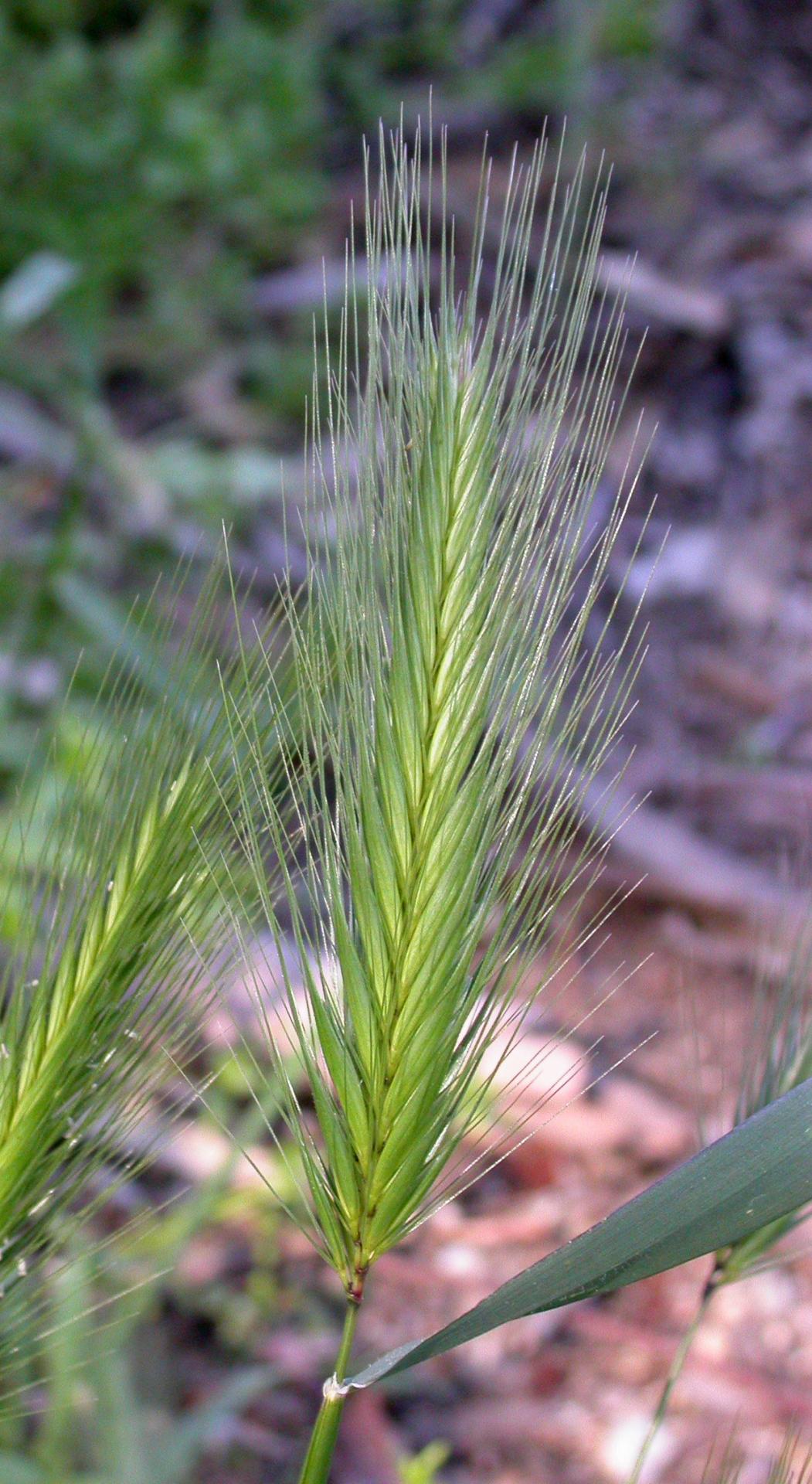 Image of a foxtail