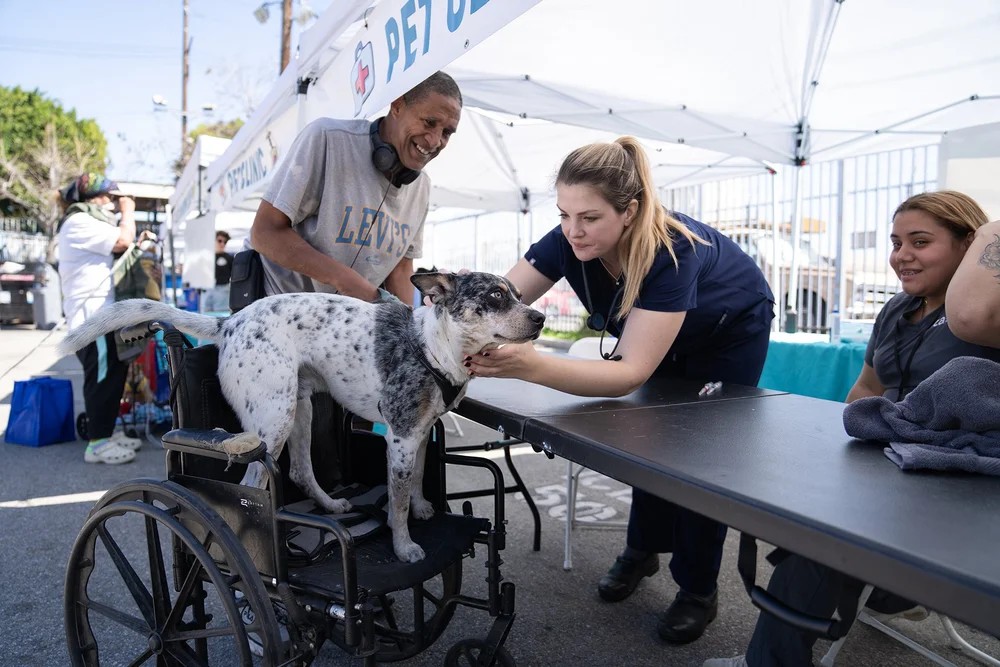 Dr Olken Examines a Dog
