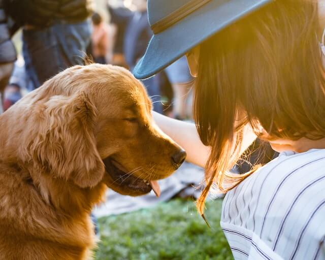 Golden retriever being pet but a brunette woman in a hat.