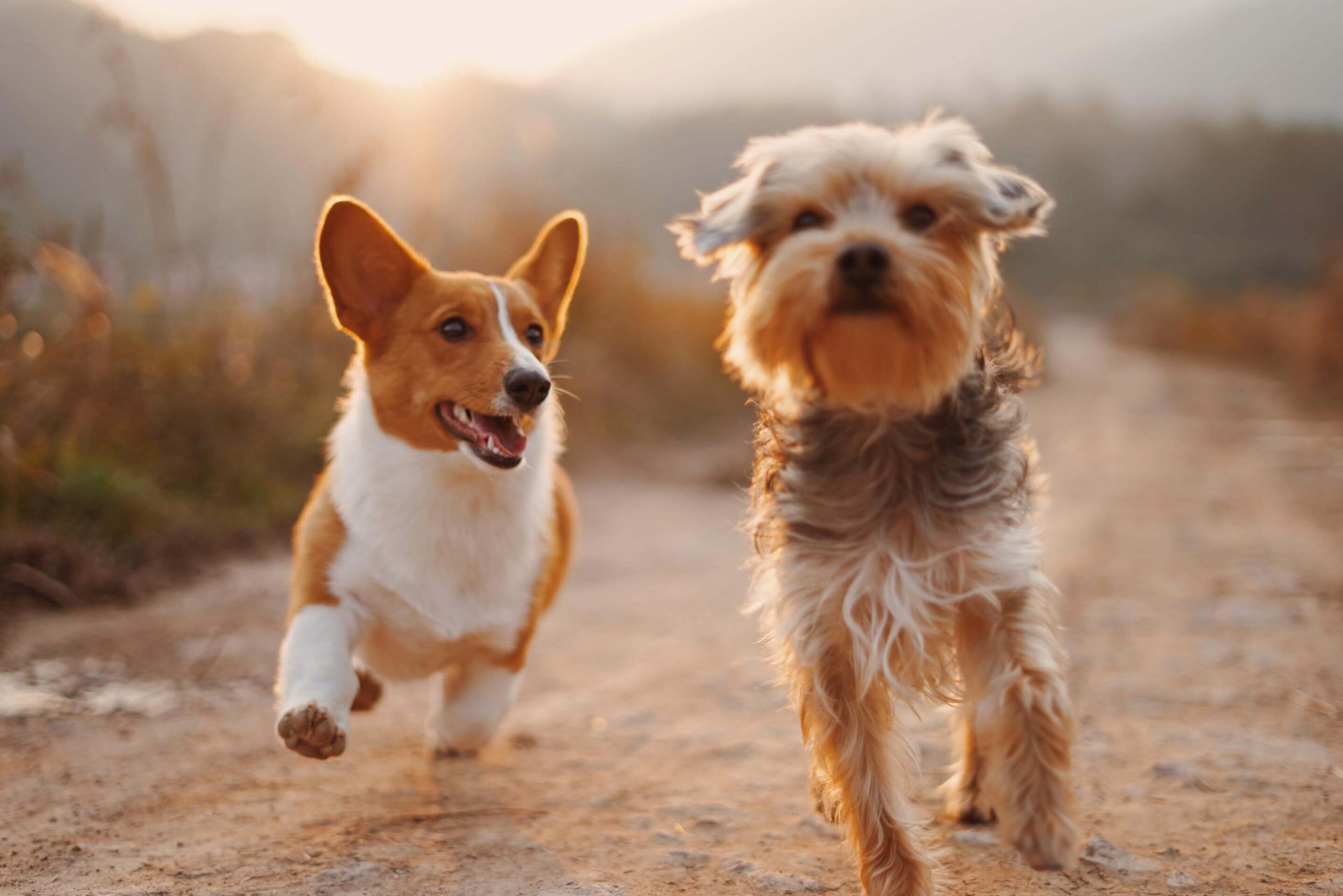 A corgi & a yorkie walking toward the viewer during golden hour.