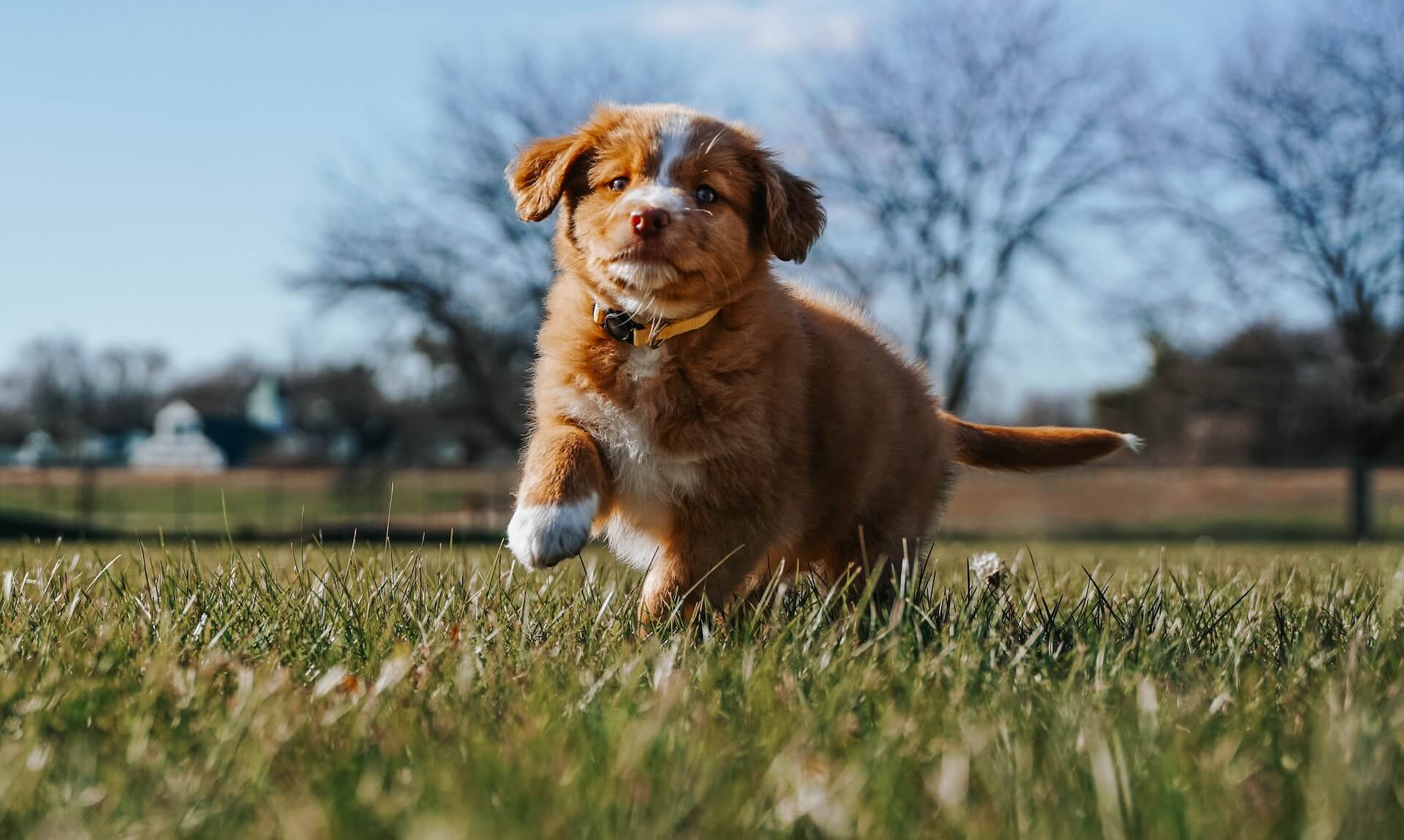 Brown and white puppy taking a step forward on green grass.