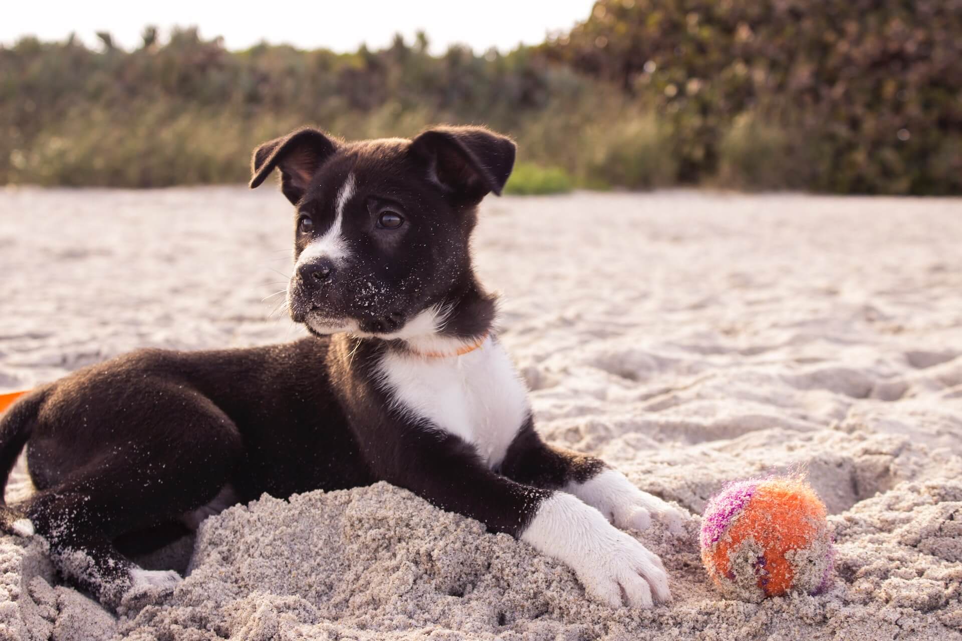 Black & white puppy laying on beach with an orange ball between it's paws.