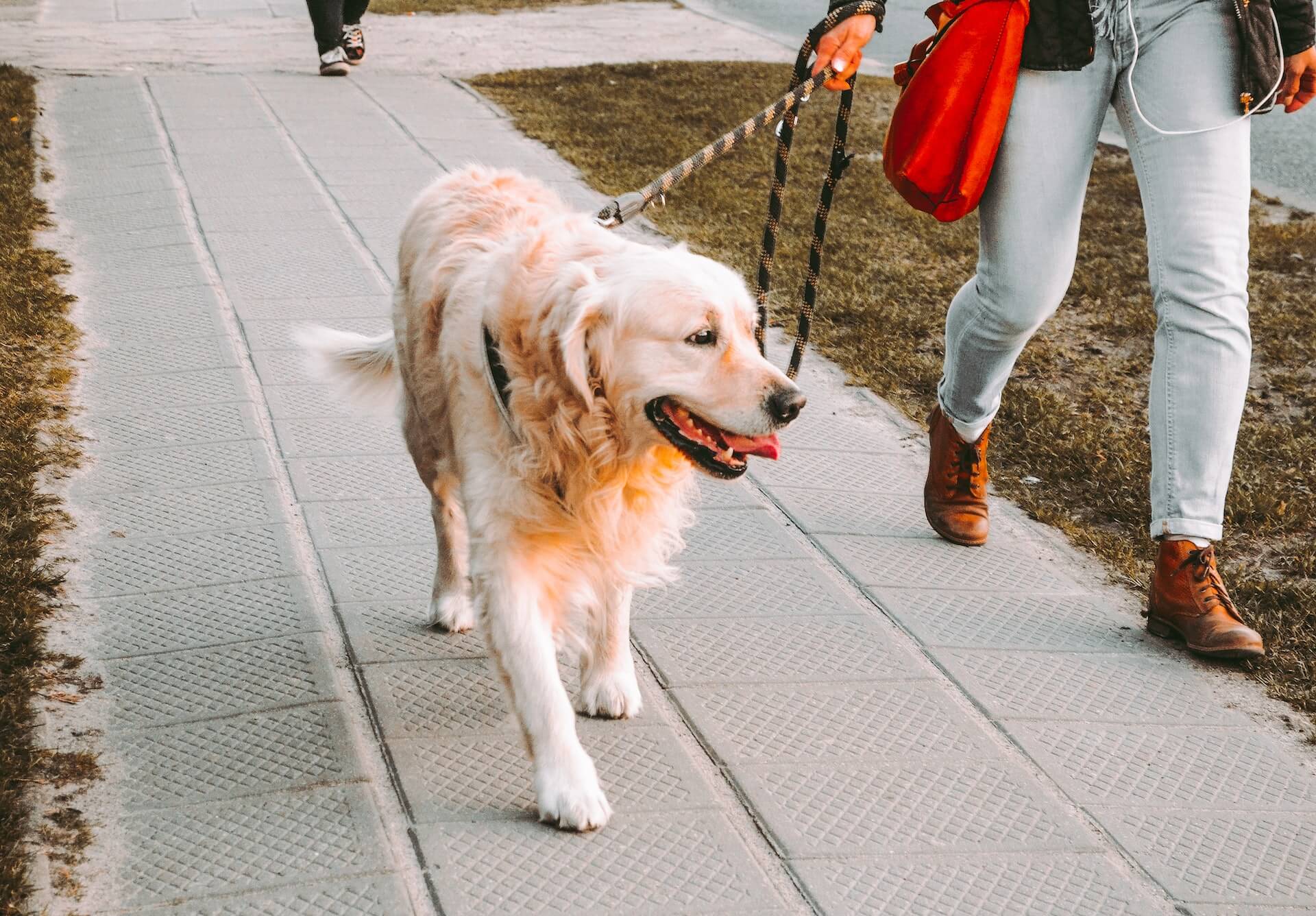 Golden retriever walking on leash with unseen owner.