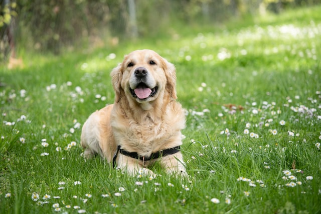 Golden Retriever laying in grass.