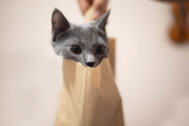 Grey cat peeking out of a brown paper bag.