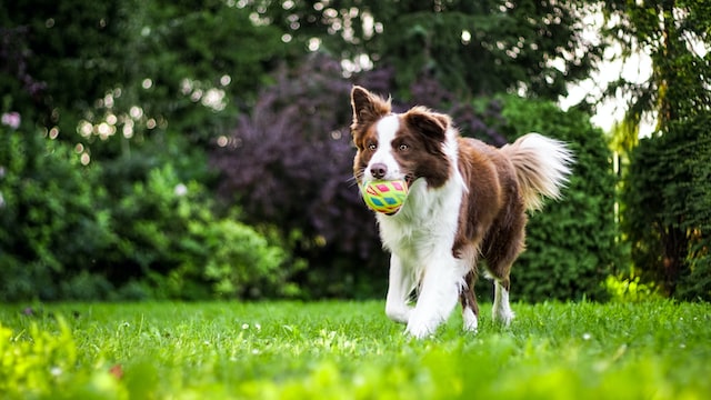 Border Collie running on grass with a yellow ball.