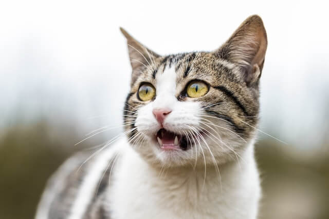 White & brown tabby cat with mouth open.