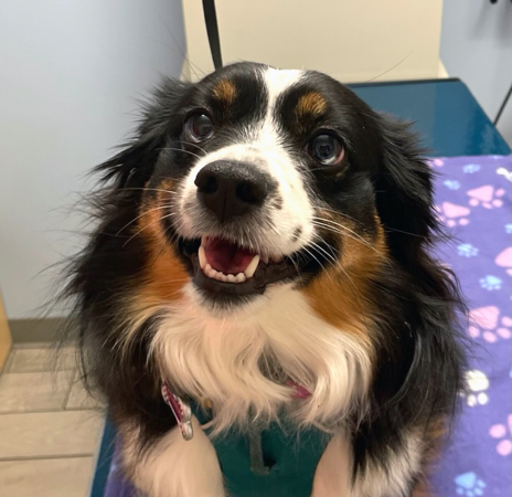 Tri-color Australian Shepherd that looks like they're smiling.