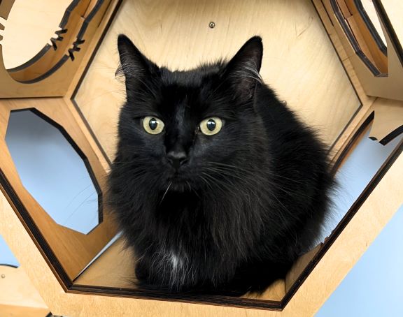 Black medium-haired cat sitting in cat room wall cubby.