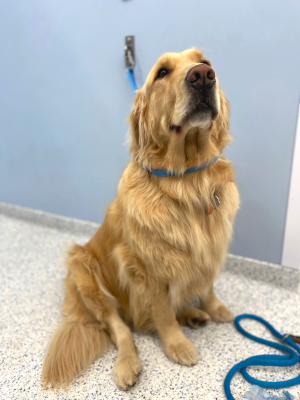 Golden retriever sitting in Treatment Room looking above the viewer.