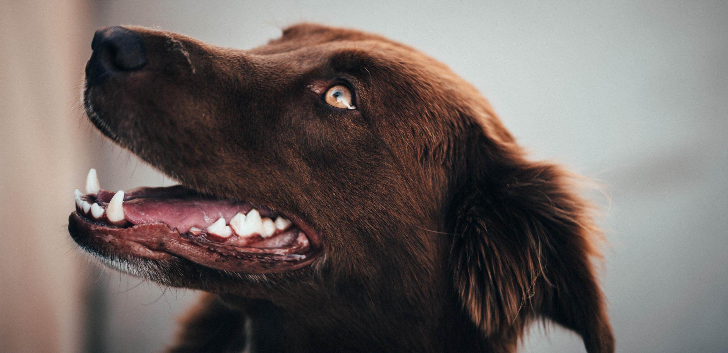 Brown long-haired dog looking up to the left.