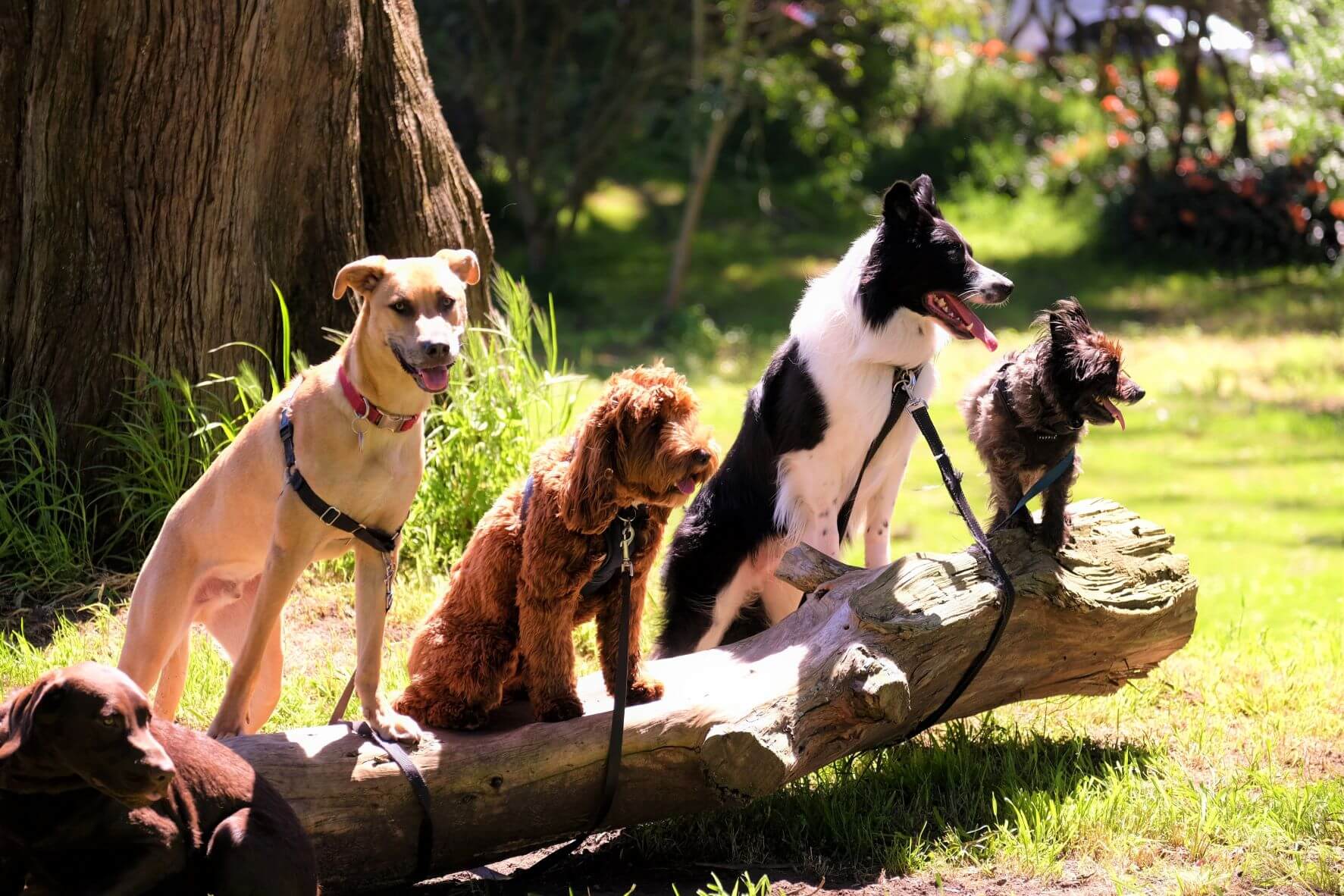 Dogs of various breeds, sizes, and collars standing in a line on a log.