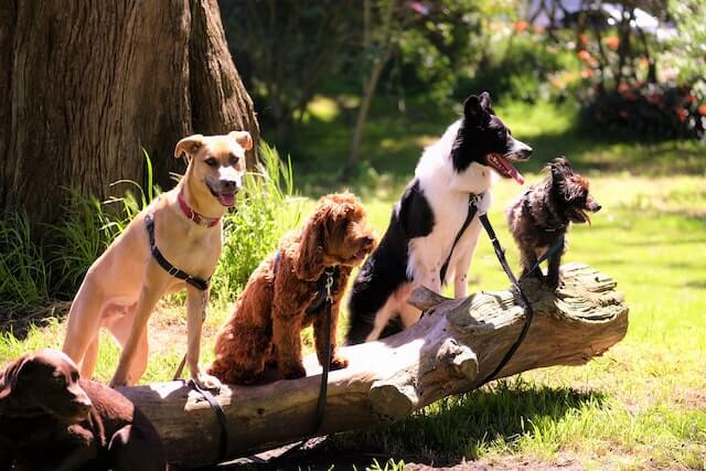 A variety of dogs of different sizes and colors standing on a log.