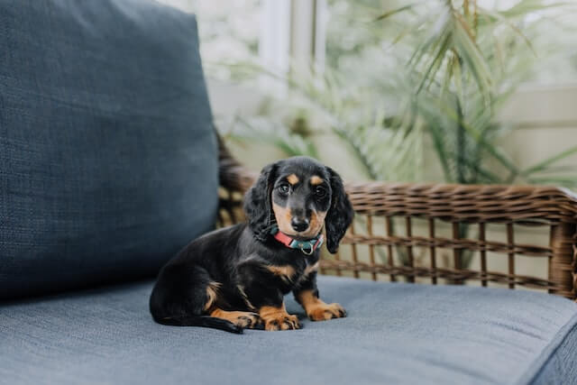 Black & brown dachshund puppy sitting on a gray cushion.