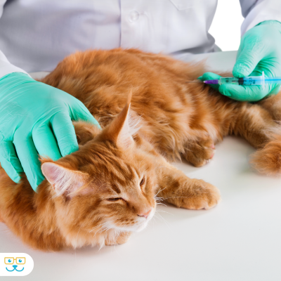 Longhaired orange tabby cat receiving a vaccine.