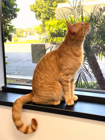 Orange tabby cat sitting in exam room window looking up.