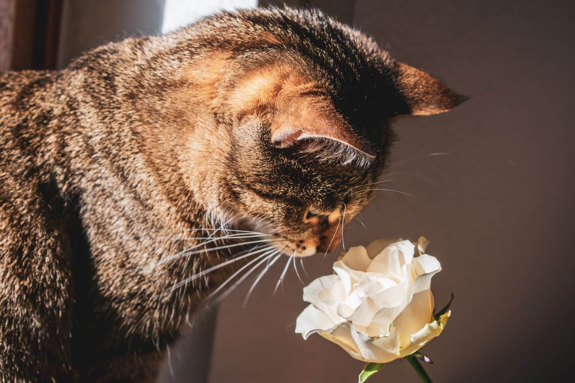 Brown tabby cat looking into a white rose.