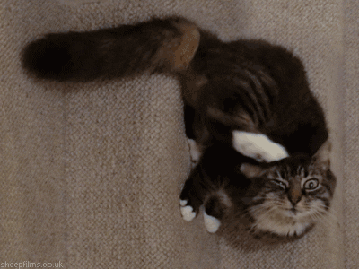 Long haired tabby cat scratching at ear.