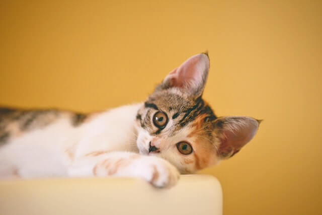 Calico cat resting head on beige surface.