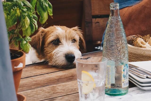 Terrier with chin on table staring longingly at glass.