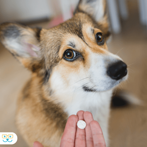 POV handing a white pill to a corgi with it's head tilted to the side.