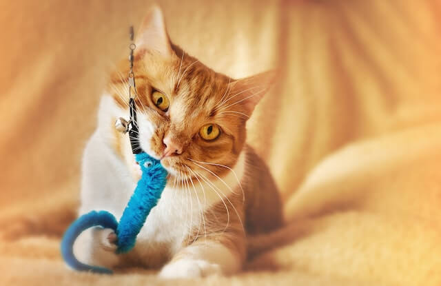 Orange tabby chewing on a blue rope toy.