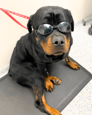 Rottweiler wearing protective glasses.