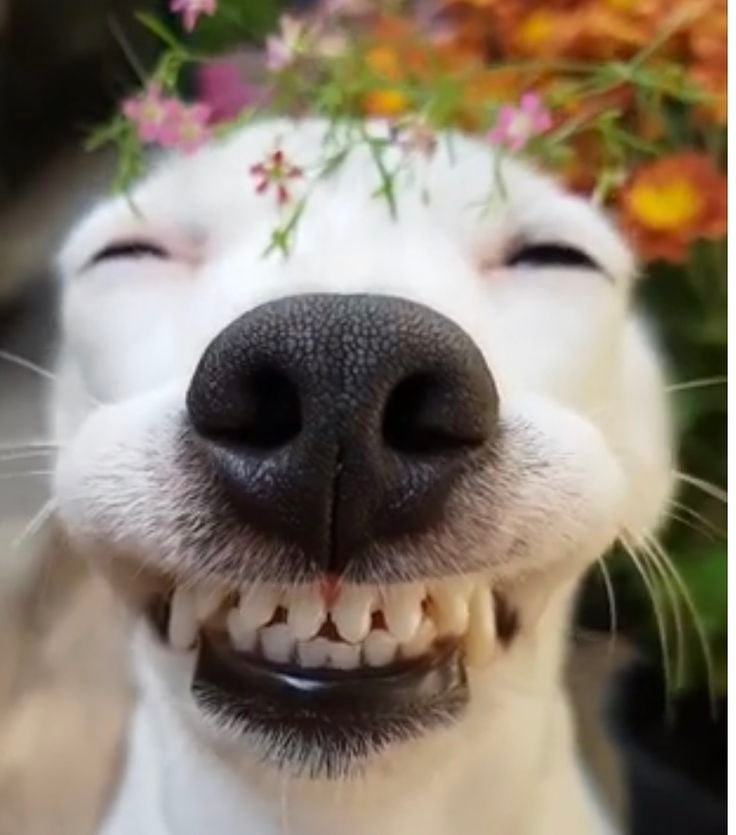 A dog showing its lovely smile