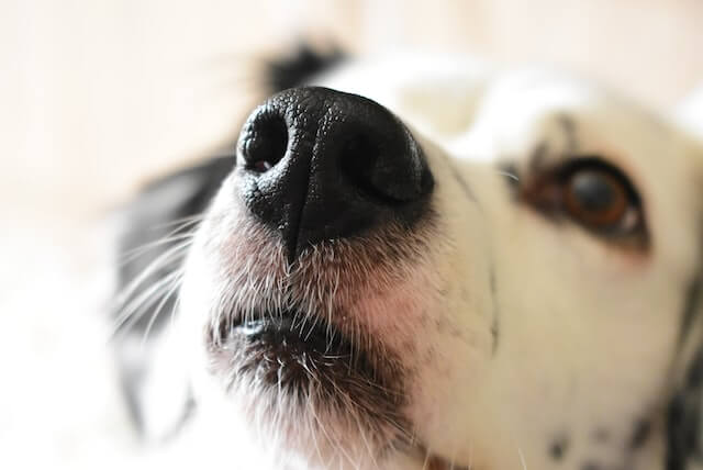 Black & white dog with nose pointing toward the viewer.