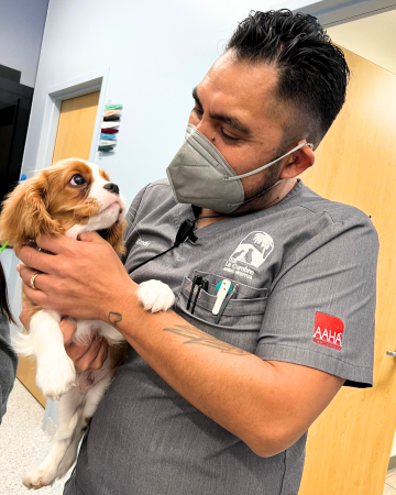 Tech Assistant Alfredo holding a King Charles Cavalier puppy in the LCAH Treatment room.