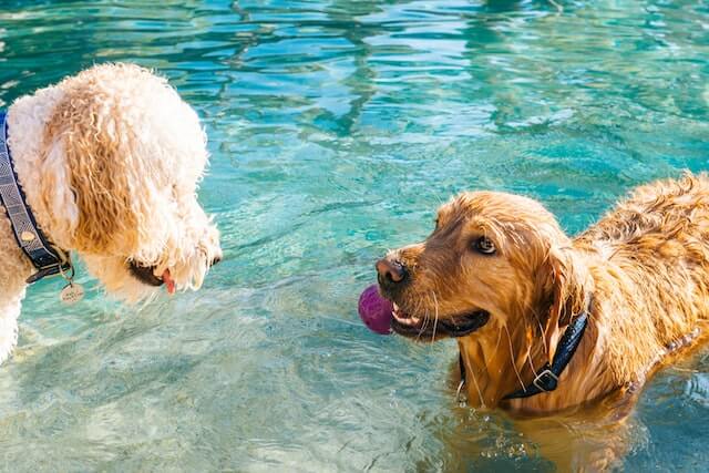 Golden Retriever & Poodle playing with a toy in a pool.