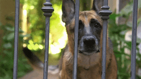 German Shepherd mix barking at viewer from behind a fence.