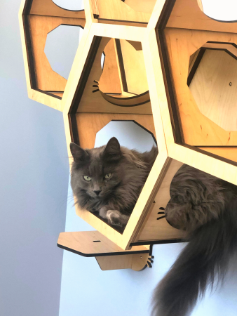 Longhaired grey cat curled up in a specialty kitty wooden wall shelf.