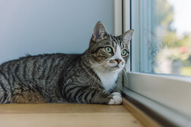 Brown & white tabby cat looking out a window.