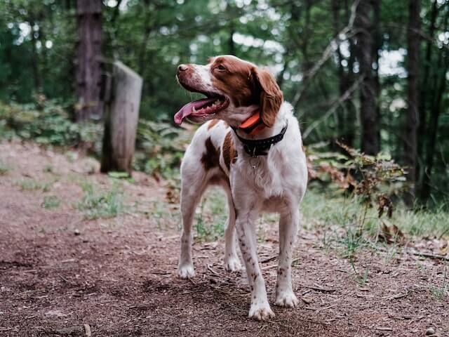 Brown & white dog standing on a hiking trail.
