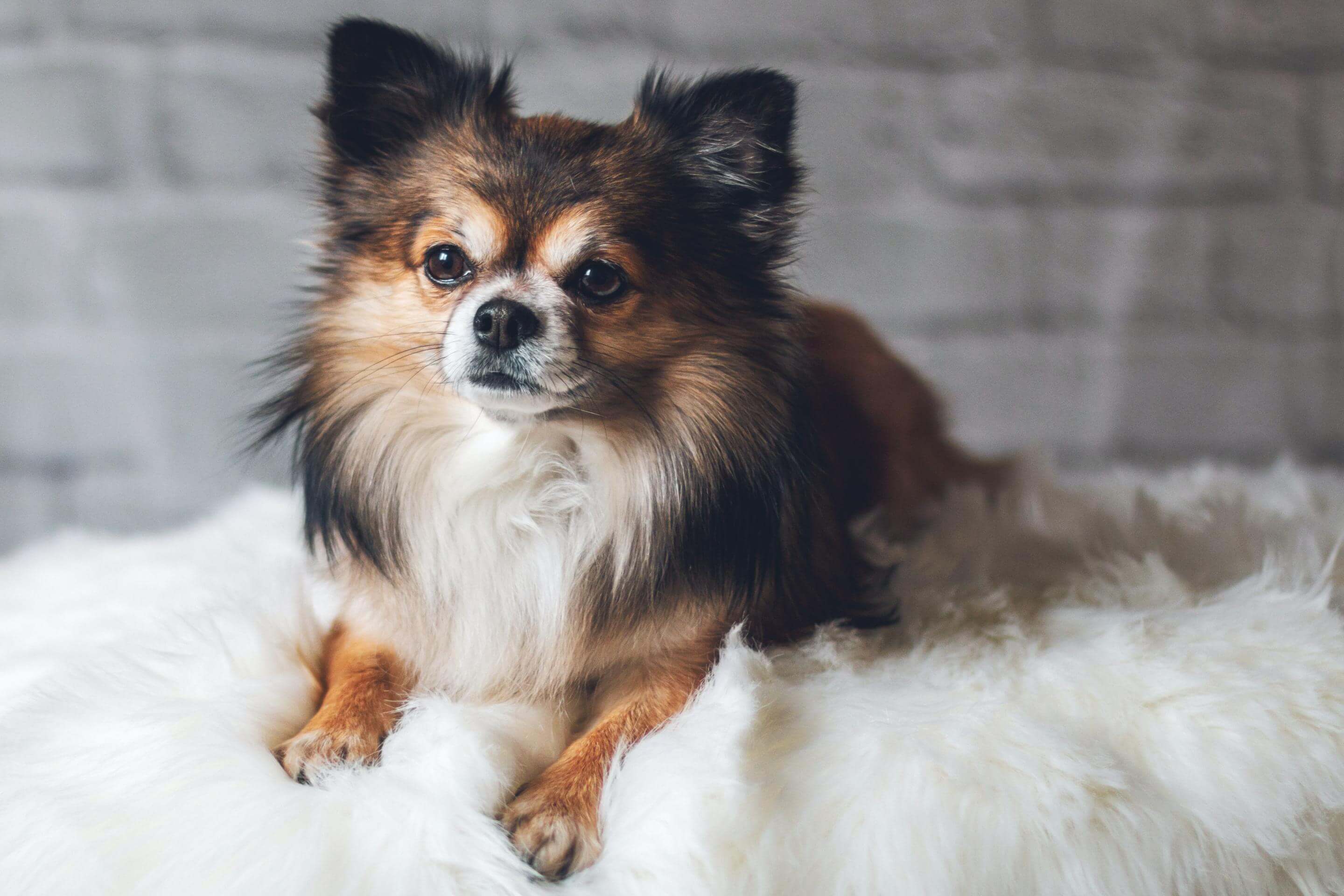 Small tri-color long-haired dog sitting on a fluffy white cushion with a grey backdrop.
