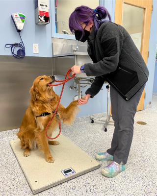 Golden Retriever holding red leash in mouth & shaking technician's hand.