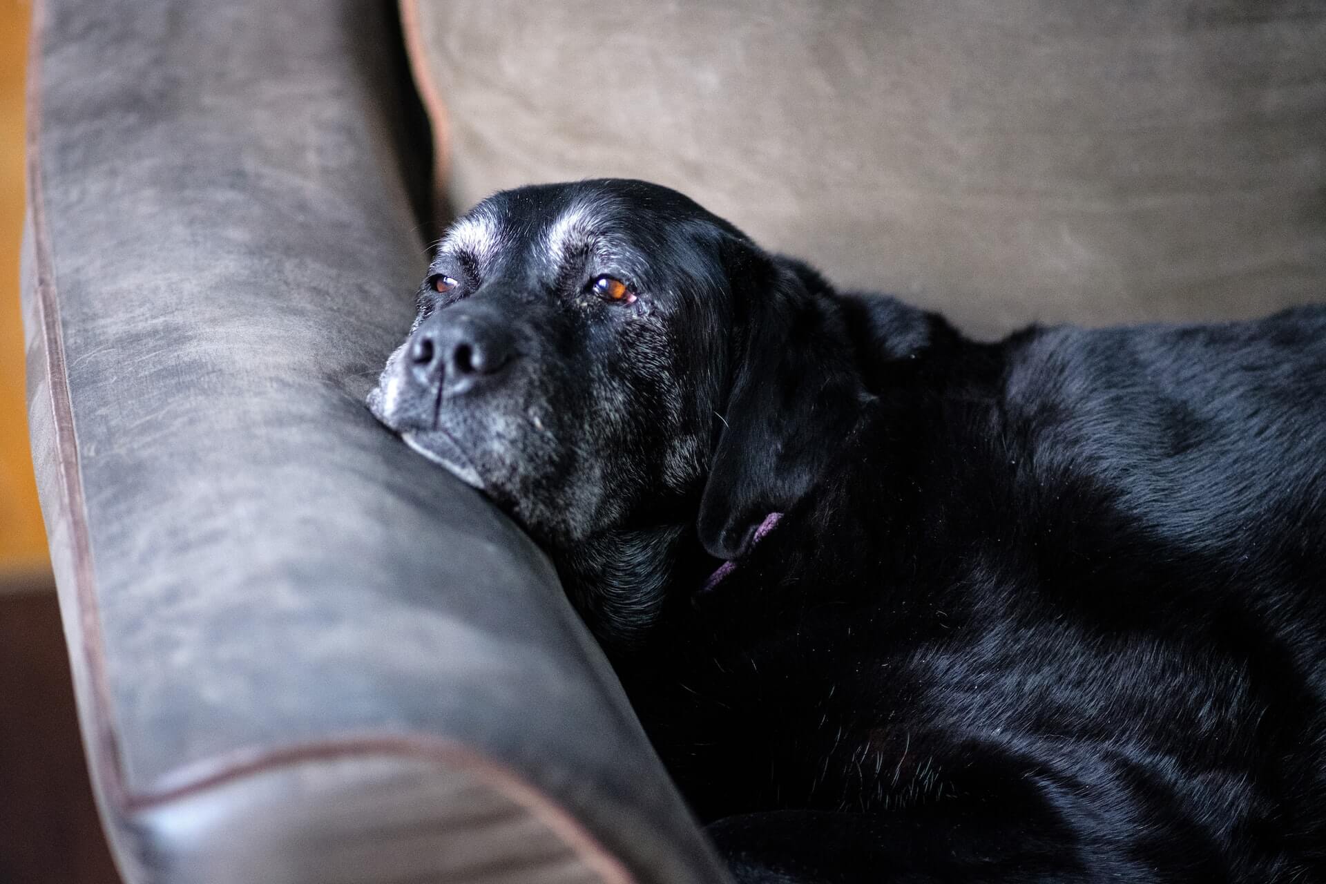 Older black Labrador retriever resting head on the arm of a beige couch.