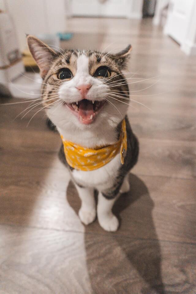 Tabby & white cat meowing at the viewer.