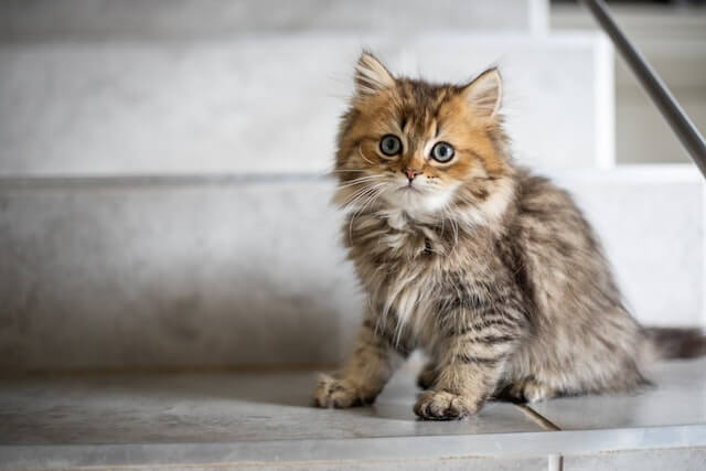 Brown tabby long-haired kitten sitting and looking at viewer.