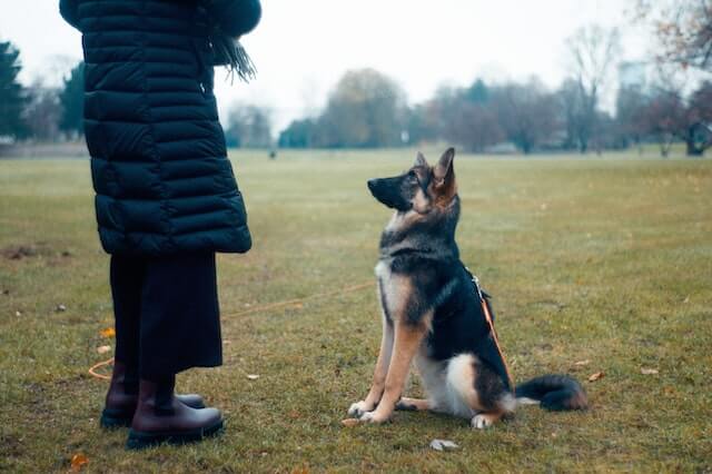 German Shepherd puppy sitting in front of someone, awaiting instruction.
