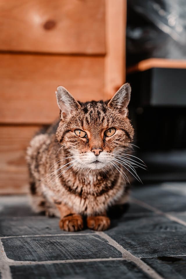 Older brown tabby crouching and looking directly at viewer.