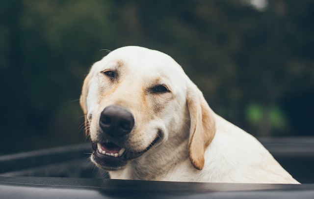 Yellow Labrador Retriever looking toward camera.