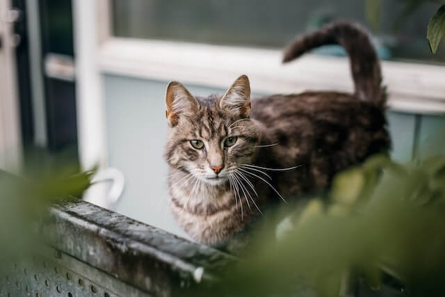 Brown tabby standing behind metal fence with tail curled.